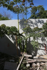 Our volunteer Ceiba tree continues to flourish